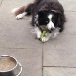 Photo proof that dogs do like Broccoli bones, Jetty more than his dog food, great fat free way to clean those teeth!