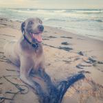 This is Truman, an avid beach goer and driftwood expert